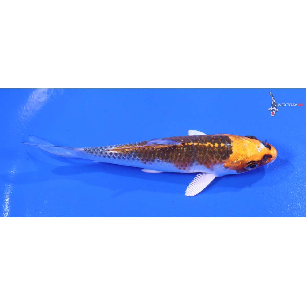 4” Imported Kujaku