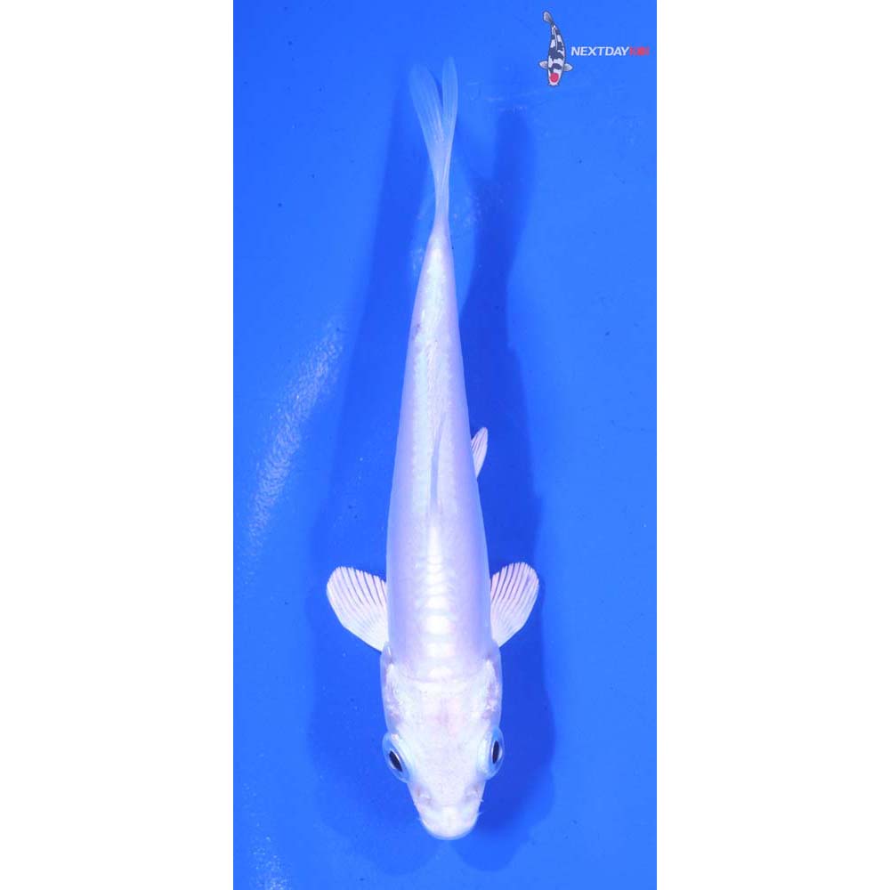4” Imported Doitsu Platinum Ogon