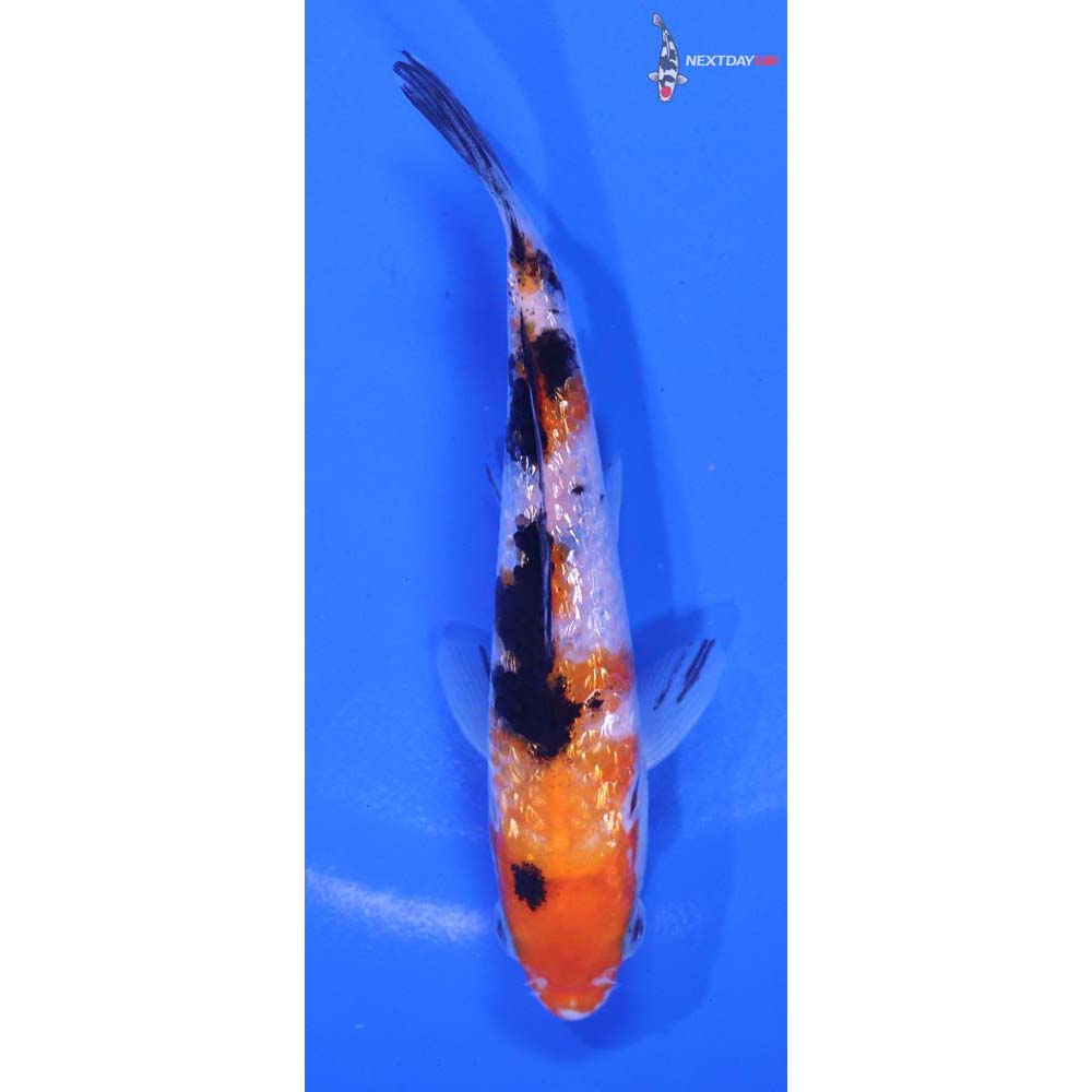 4.5” Imported Gin Rin Sanke