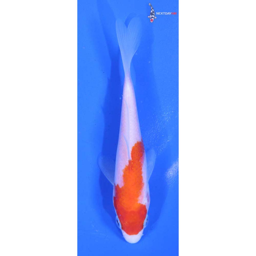 4.5” Imported Kohaku