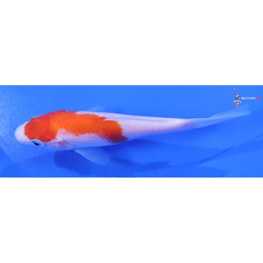 4.5” Imported Kohaku