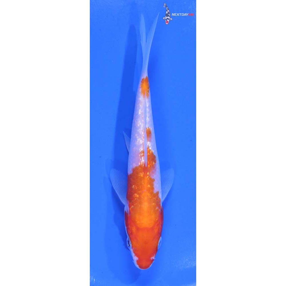5” Imported Gin Rin Kohaku