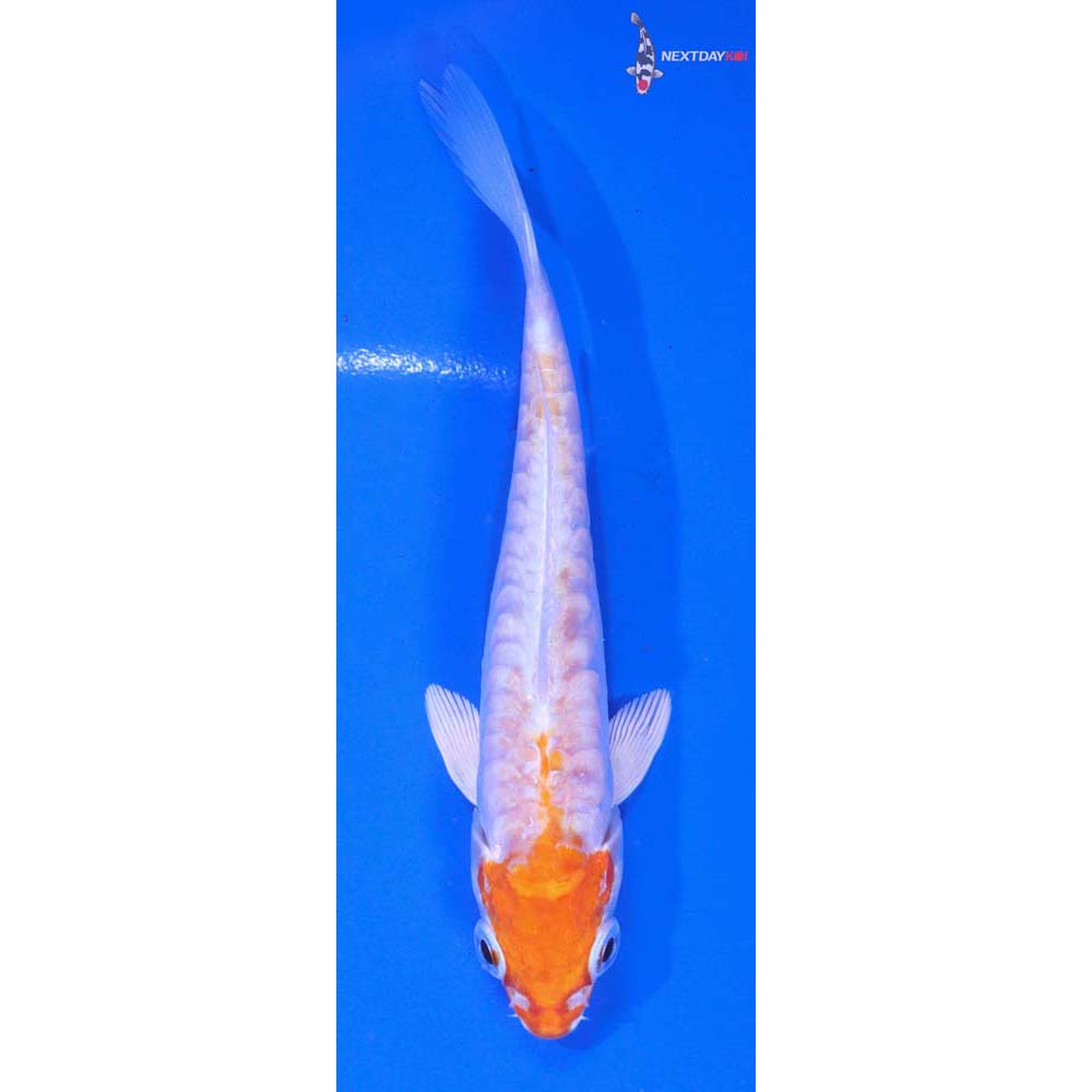 5” Imported Kikusui