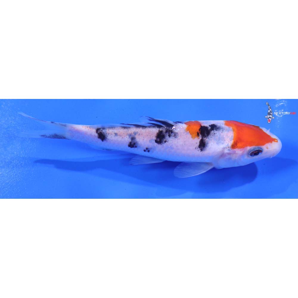 4.5” Imported Sanke