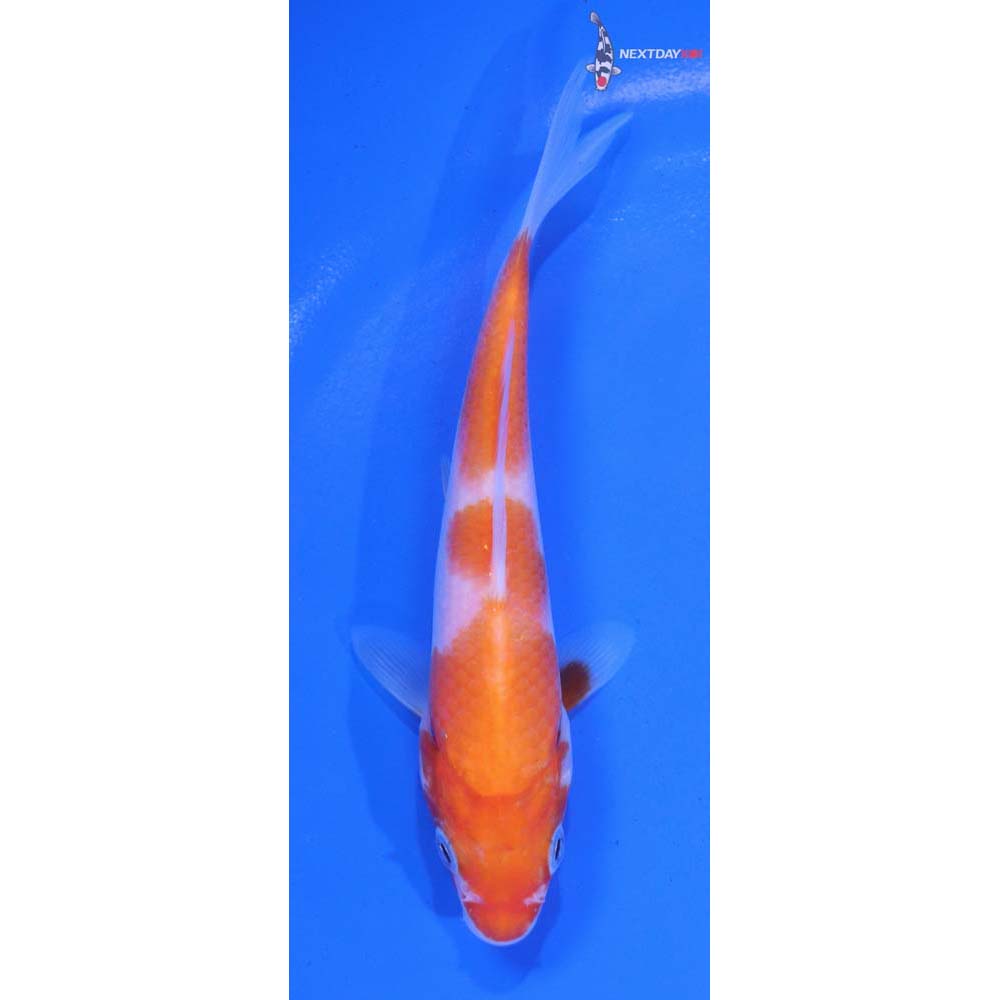 5” Imported Kohaku