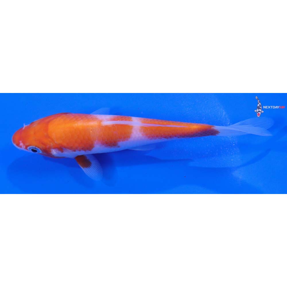 5” Imported Kohaku