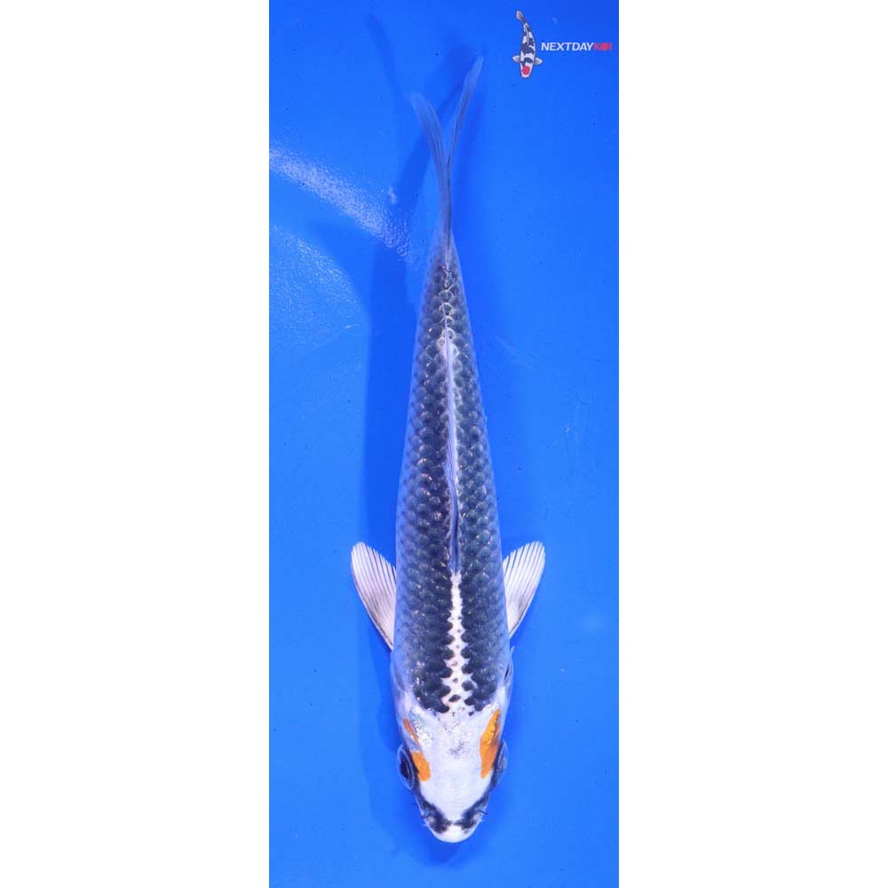 5” Imported Kujaku