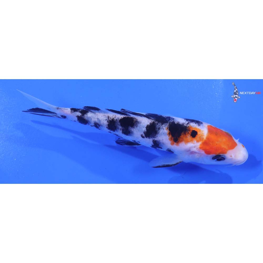 5” Imported Sanke