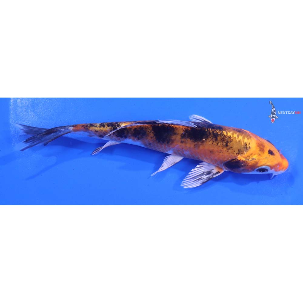 5.5” Imported Yamato Nishiki