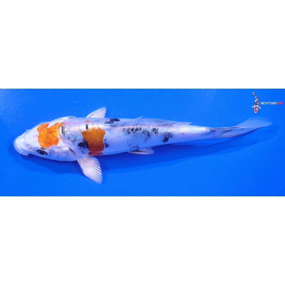 5.5” Imported Heisei Nishiki