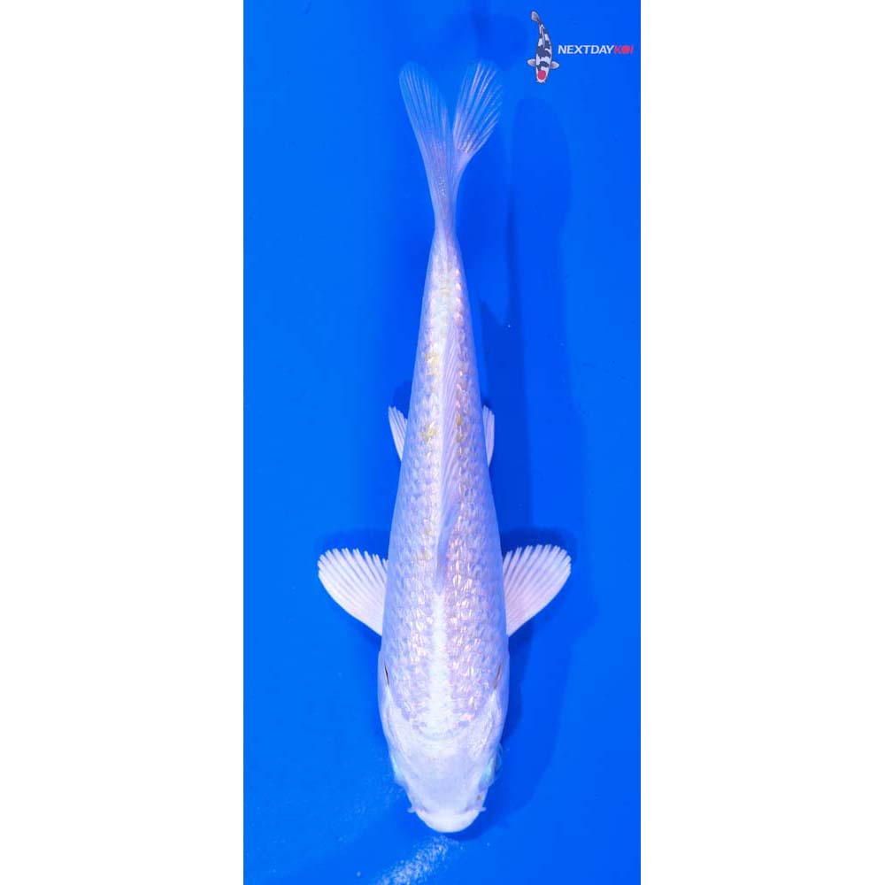4.5” Imported Gin Rin Platinum Ogon