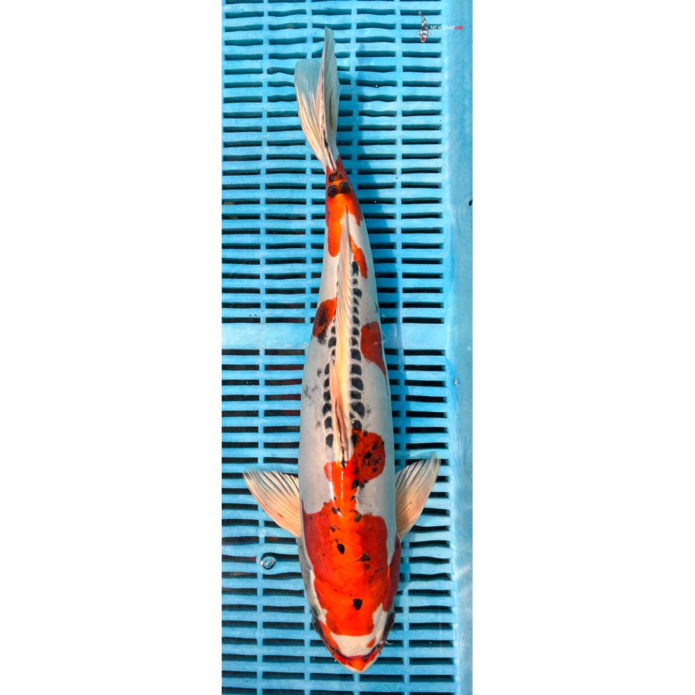 16-18” Imported Doitsu Kujaku