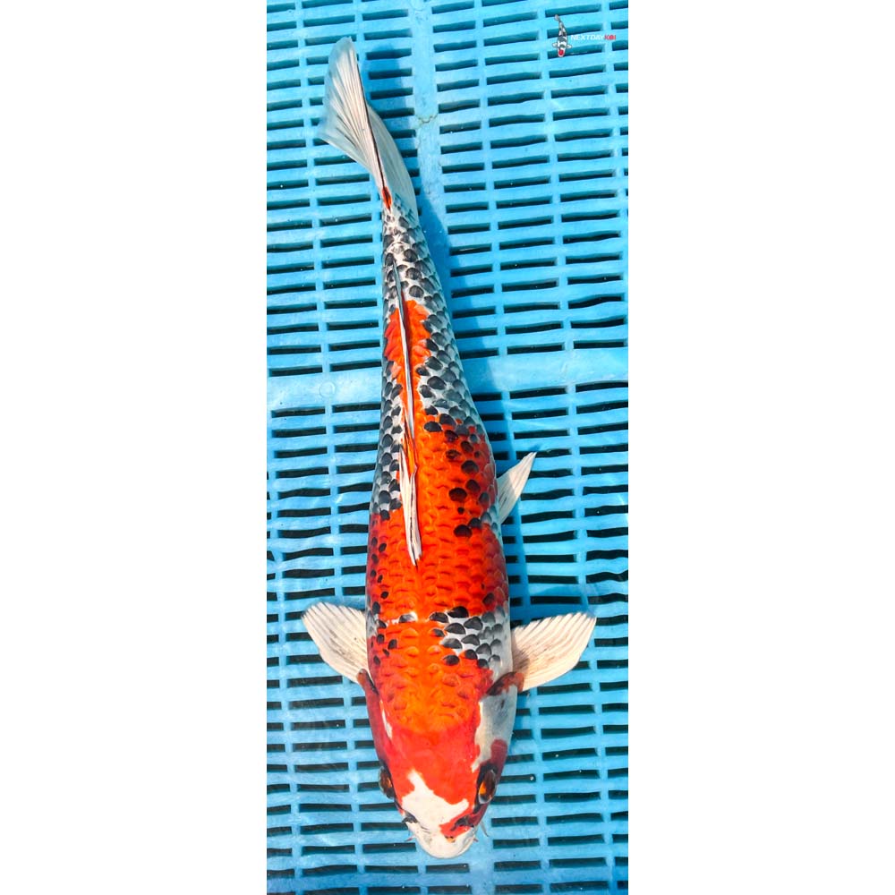16-18” Imported Kujaku