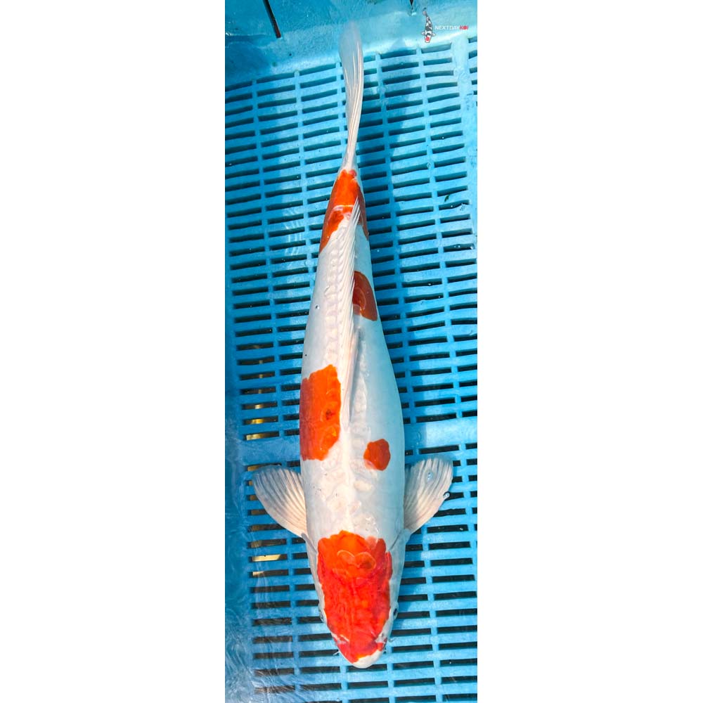16-18” Imported Kikusui