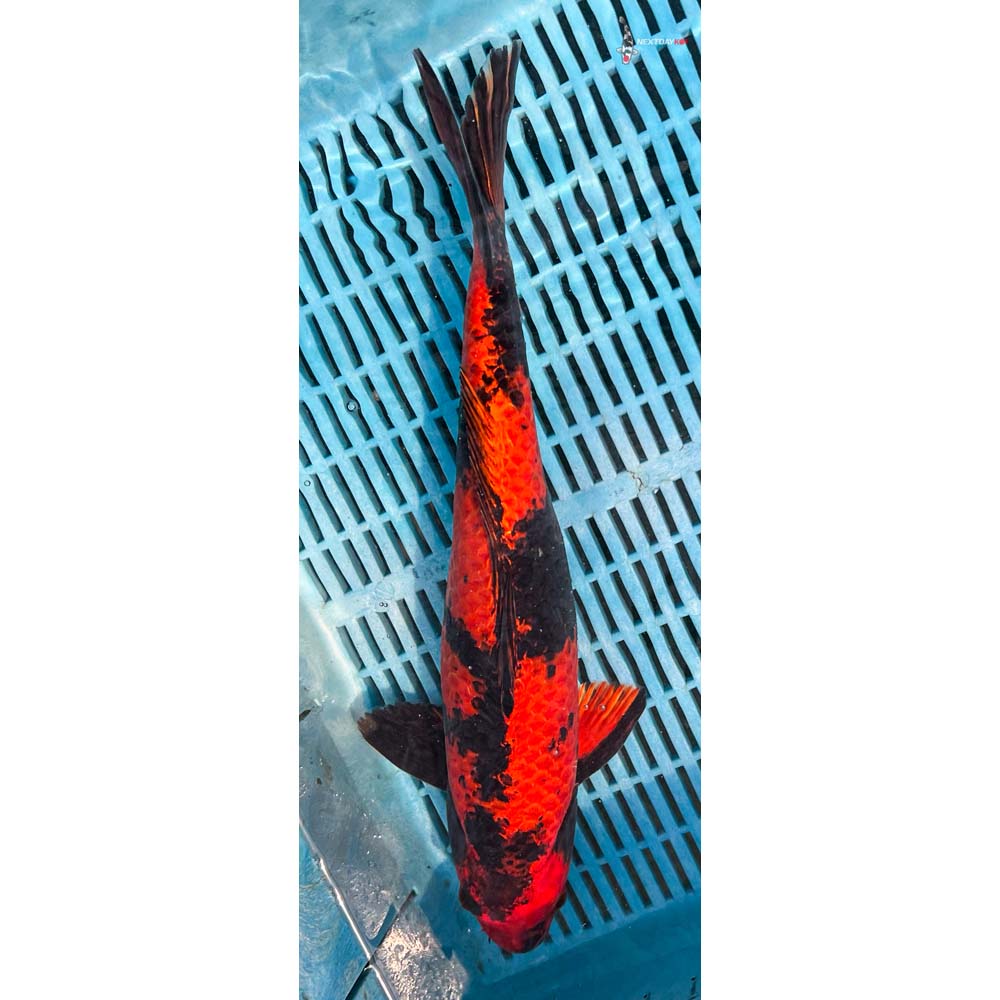 16-18” Imported Kin Hi Utsuri