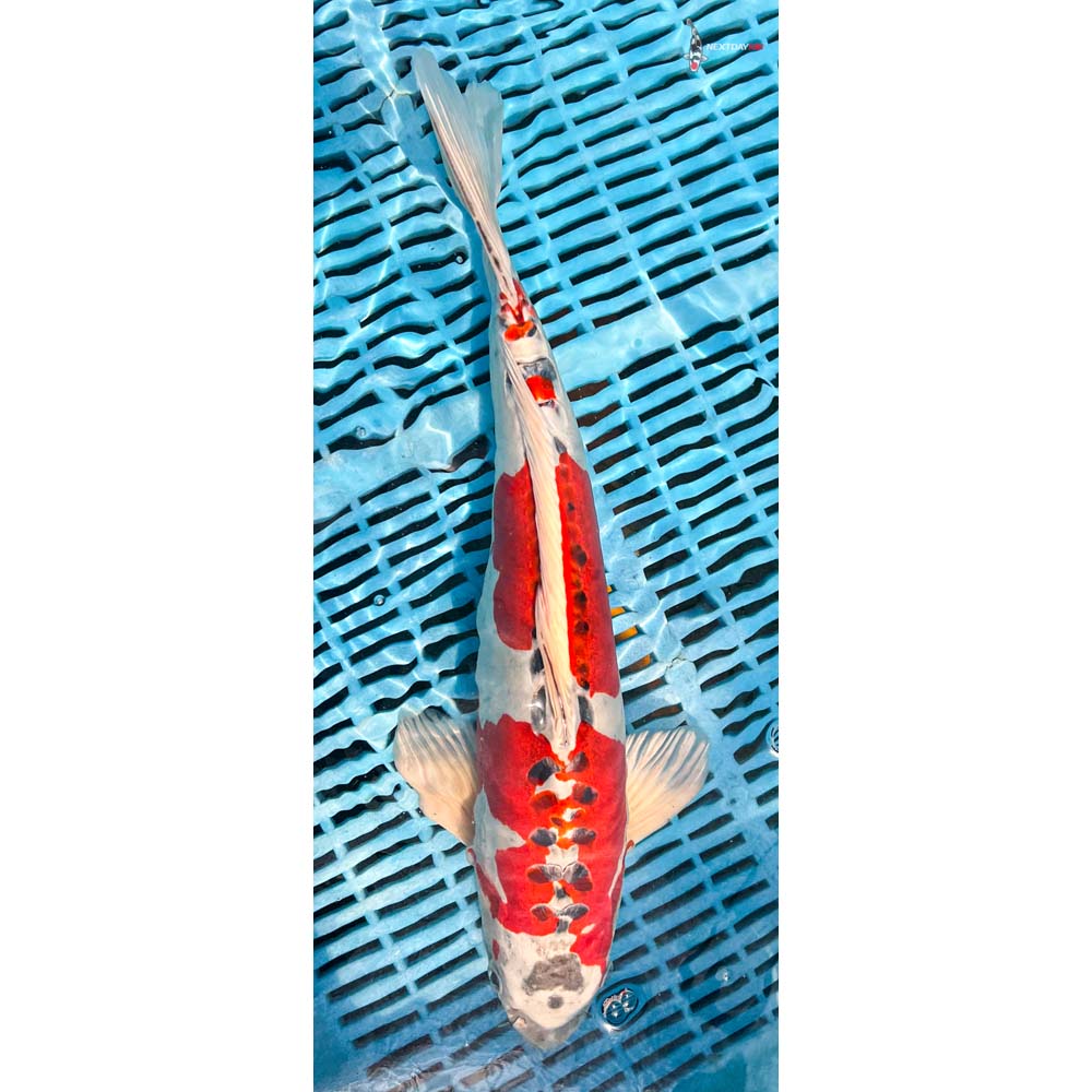 16-18” Imported Doitsu Kujaku