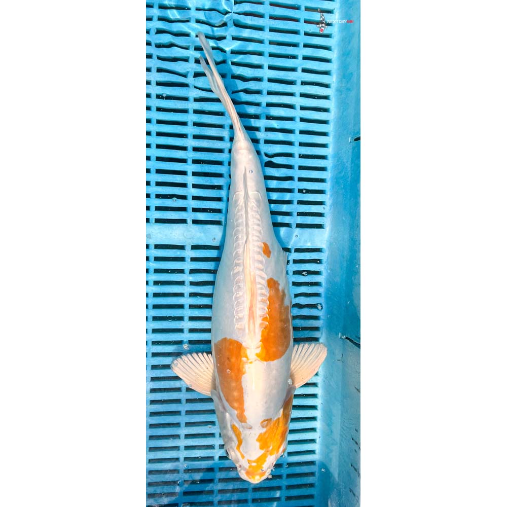16-18” Imported Doitsu Lemon Hariwake