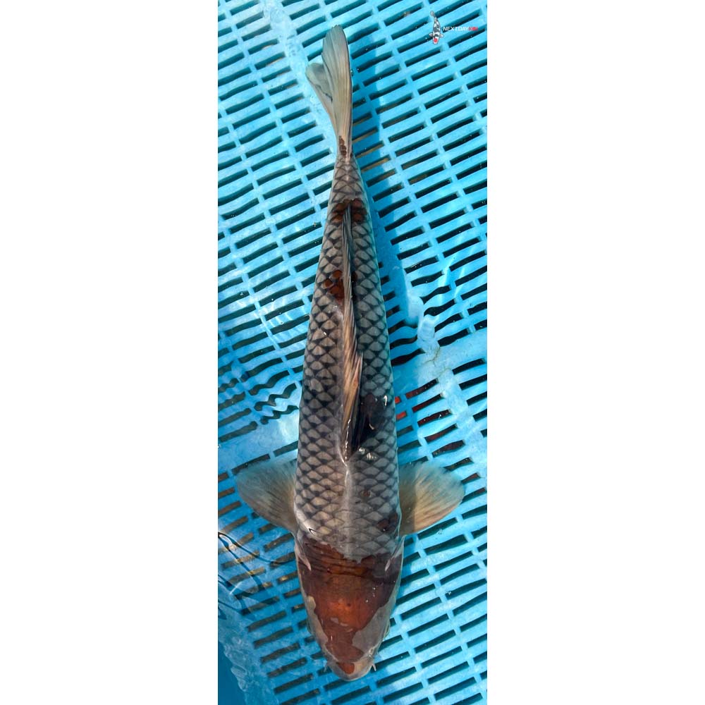 16-18” Imported Ochiba Shigure
