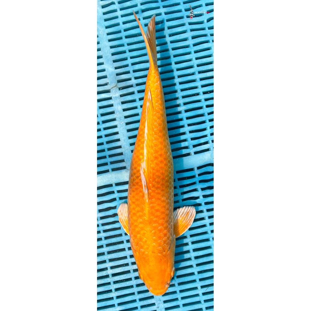 16-18” Imported Yamabuki Ogon