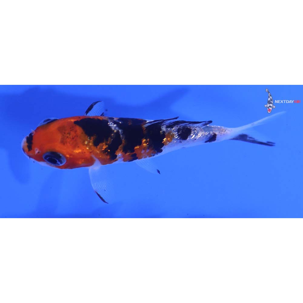 3” Imported Gin Rin Sanke