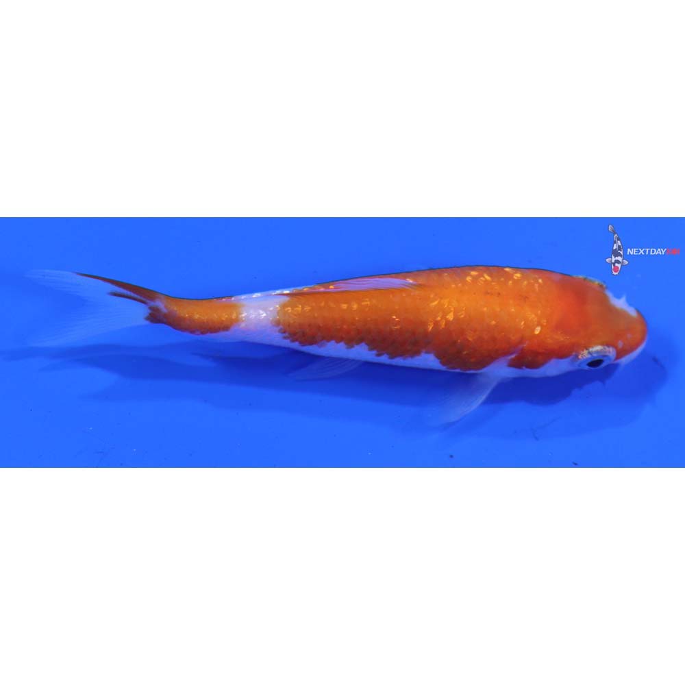 3” Imported Gin Rin Kohaku