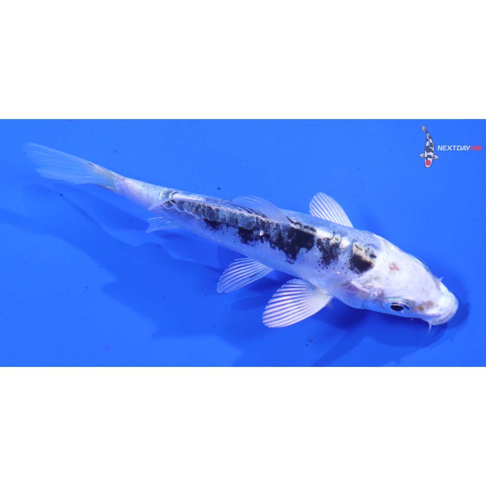 3.5” Imported Doitsu Gin Shiro Bekko