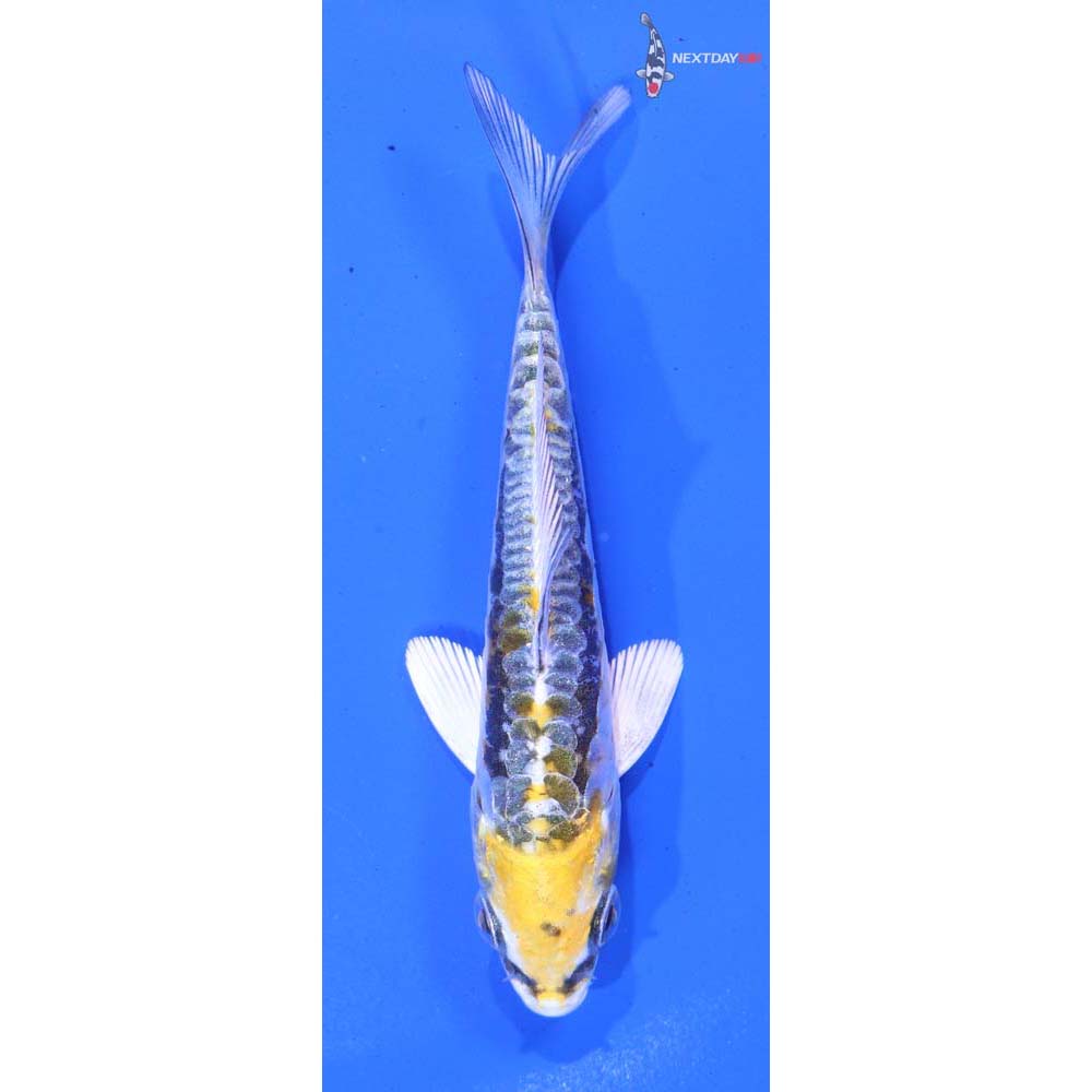 3.5” Imported Kin Kikokuryu