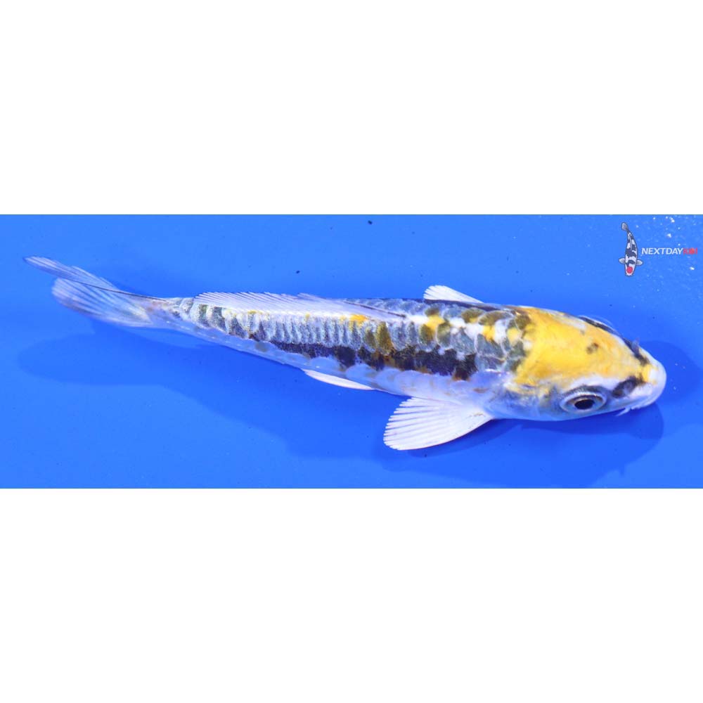 3.5” Imported Kin Kikokuryu