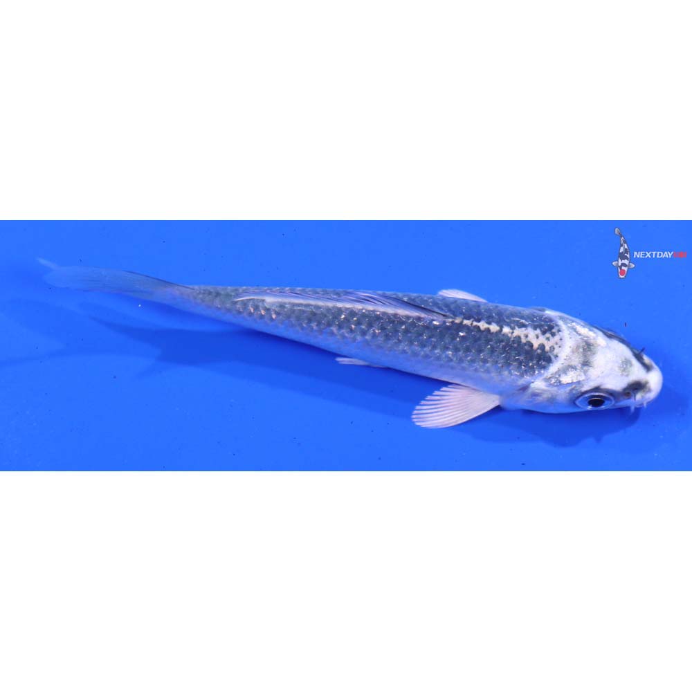 3.5” Imported Gin Matsuba