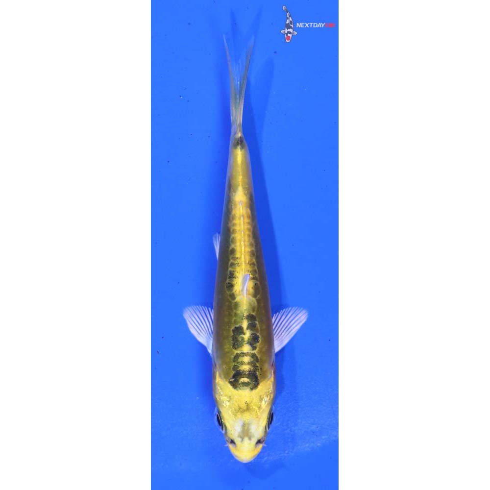 3.5” Imported Doitsu Kujaku
