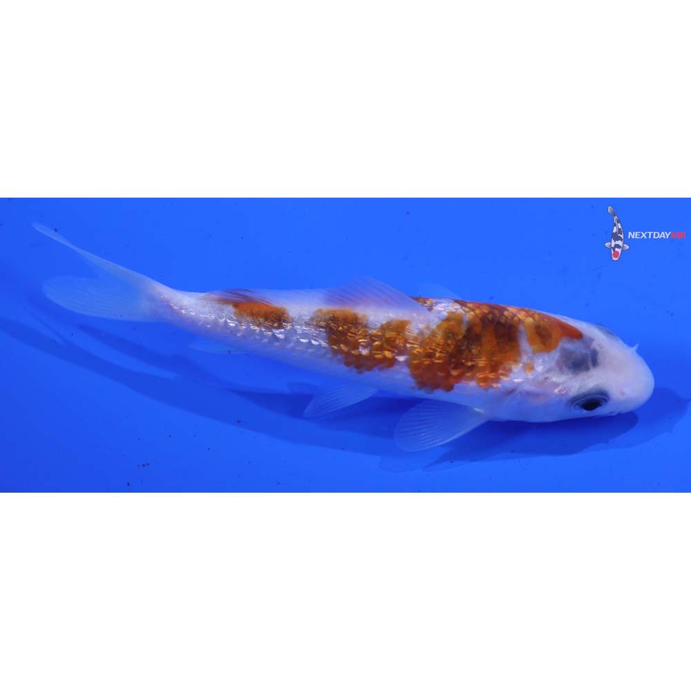 4” Imported Gin Rin Goromo