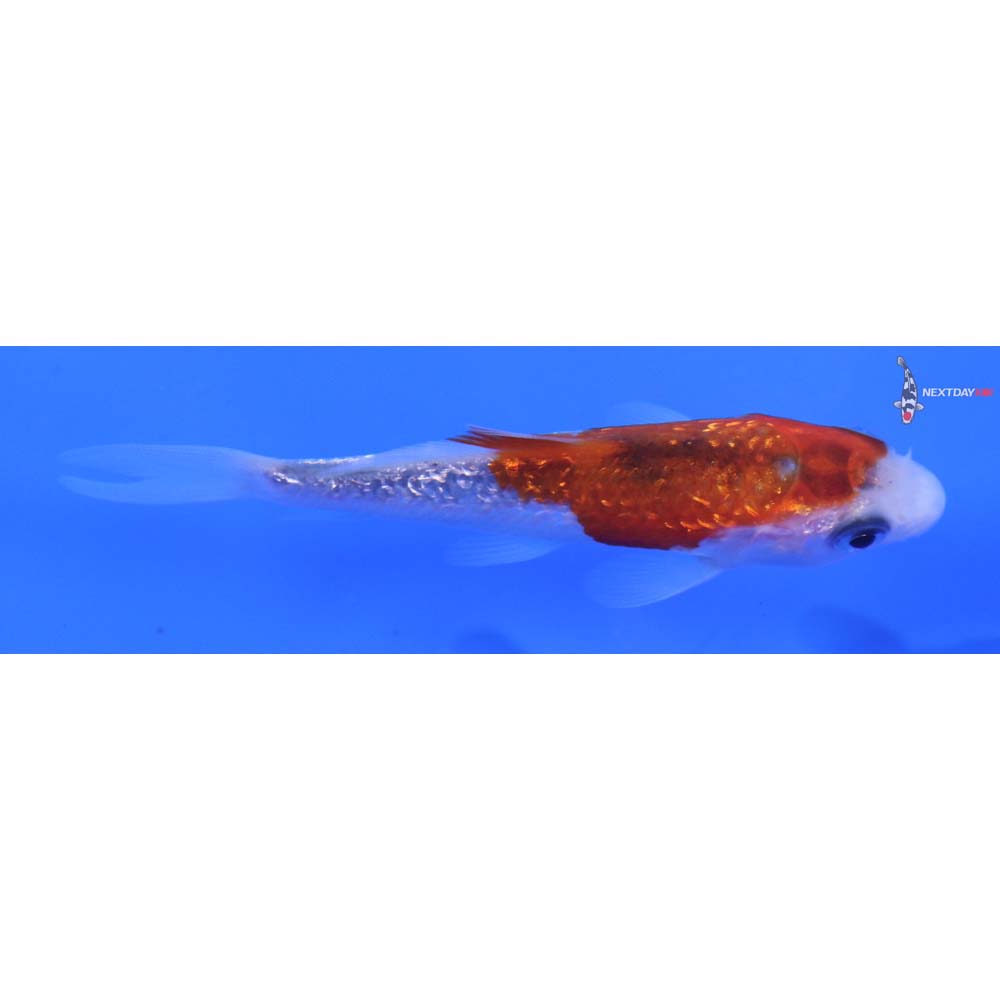 3” Imported Gin Rin Goromo