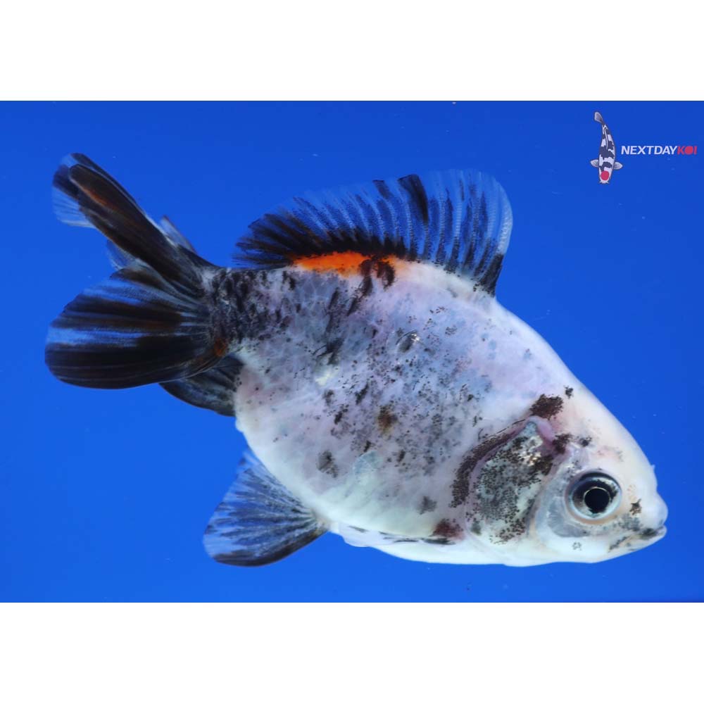 3.5” Imported Calico Ryukin