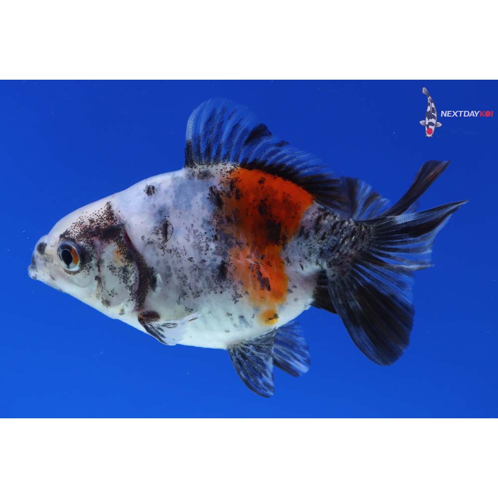 3.5” Imported Calico Ryukin
