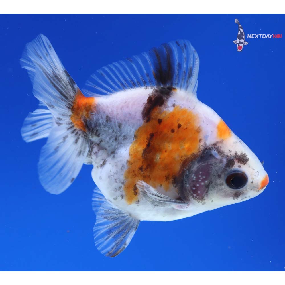 3.5” Imported Male Calico Ryukin