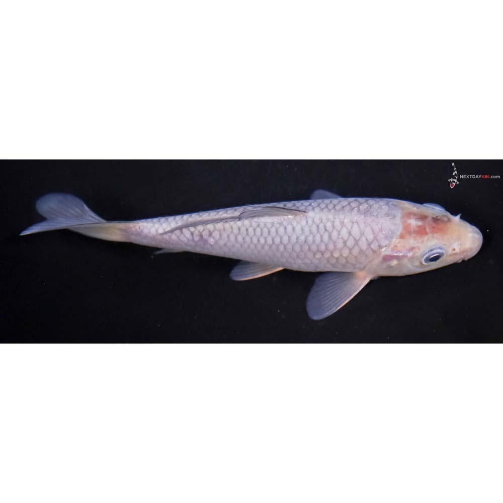 6” Imported Soragoi