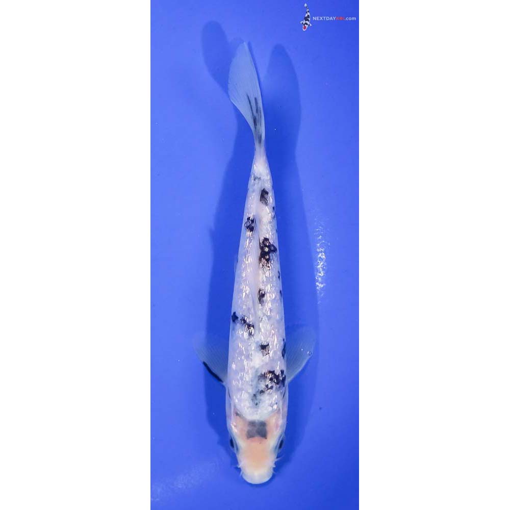 6.5” Imported Gin Rin Shiro Bekko