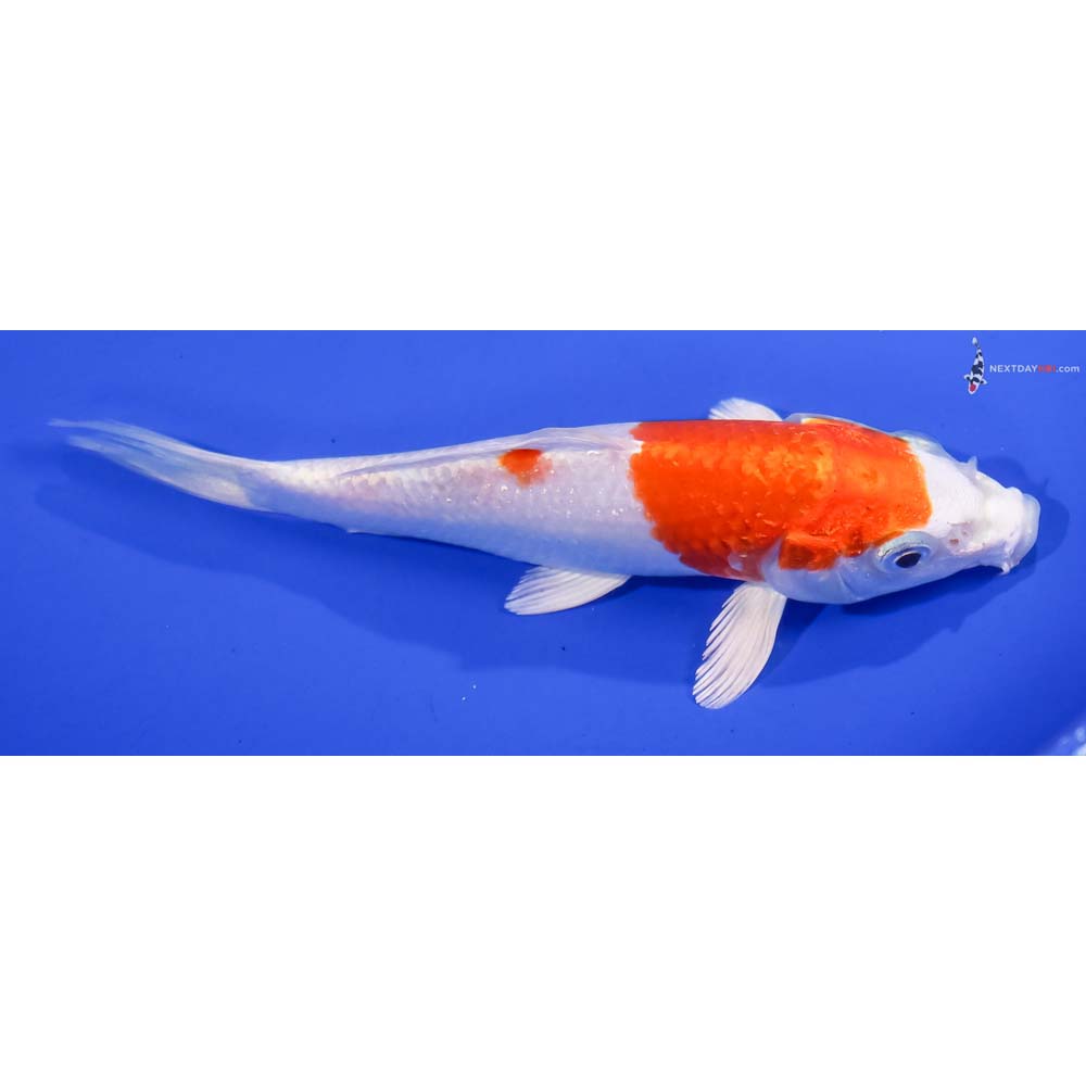 6” Imported Hariwake