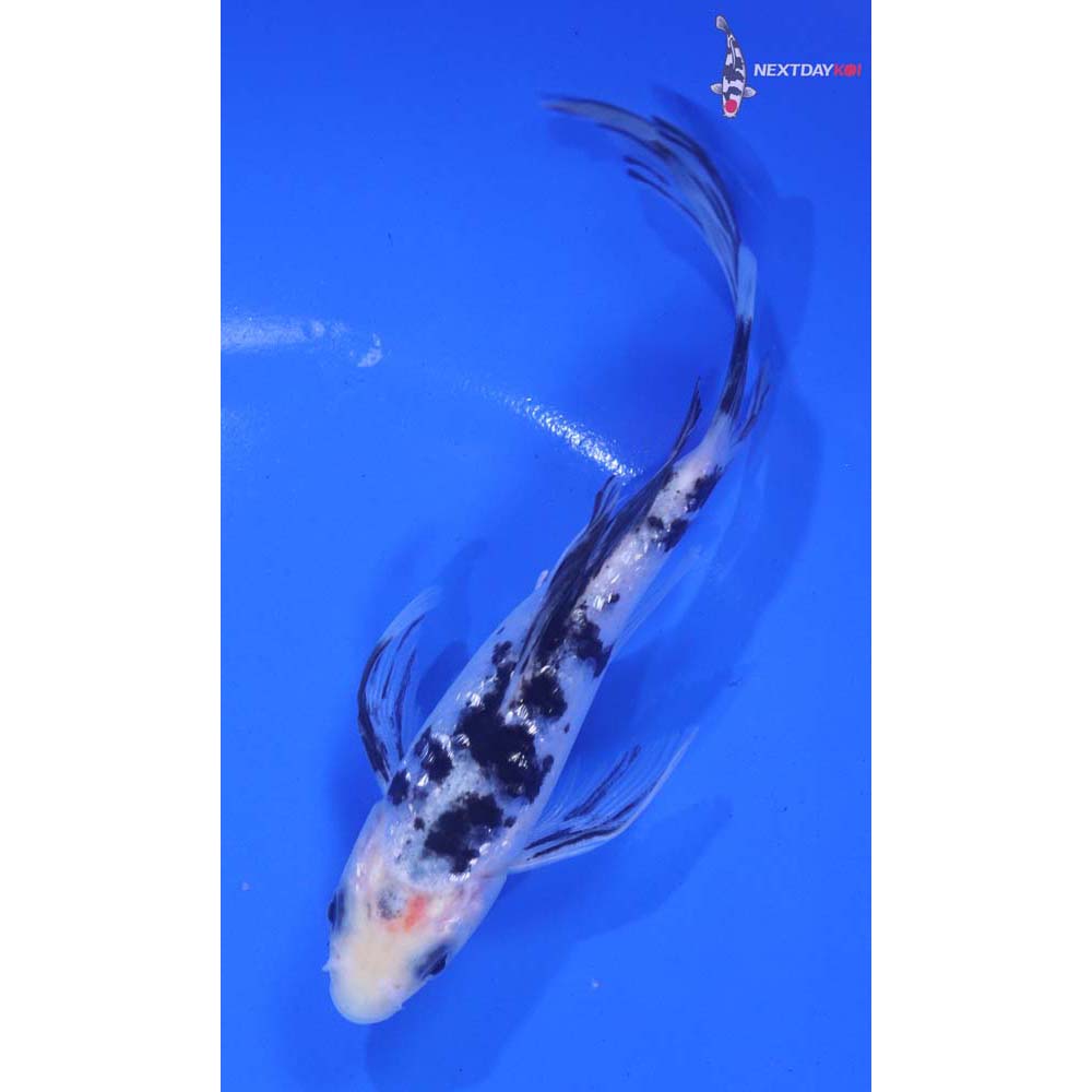 6” Imported Gin Rin Shiro Bekko Butterfly Koi