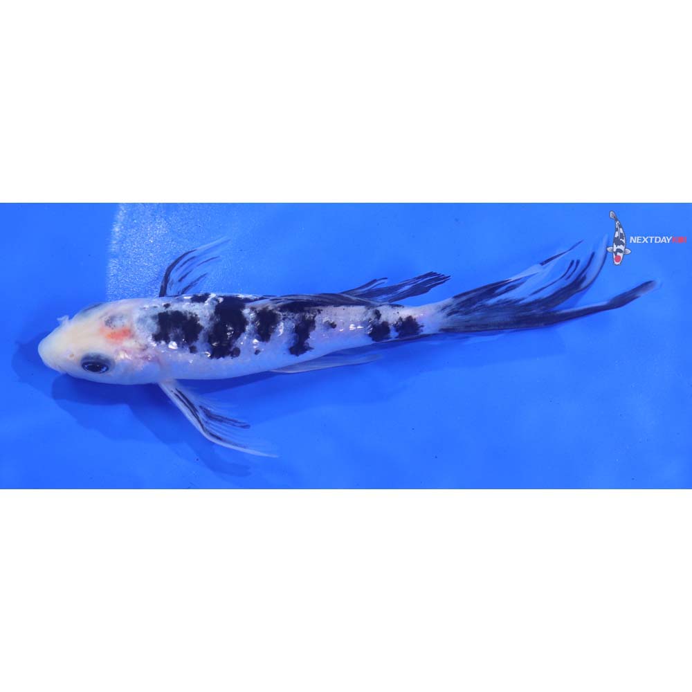 6” Imported Gin Rin Shiro Bekko Butterfly Koi