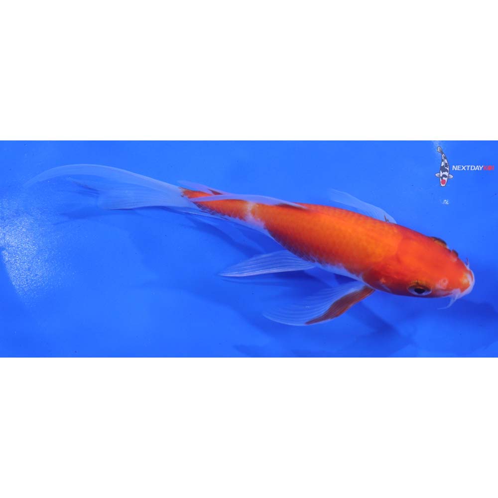 6” Imported Kohaku Butterfly Koi