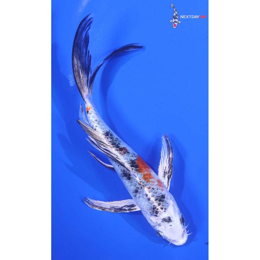 6” Imported Yamato Nishiki Butterfly Koi