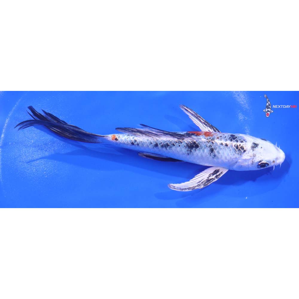 6” Imported Yamato Nishiki Butterfly Koi