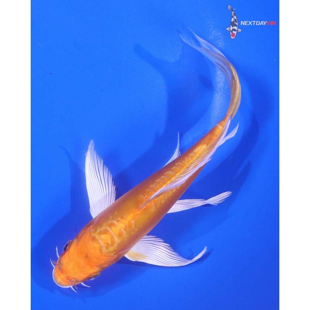 6.5” Imported Doitsu Orenji Ogon Butterfly Koi