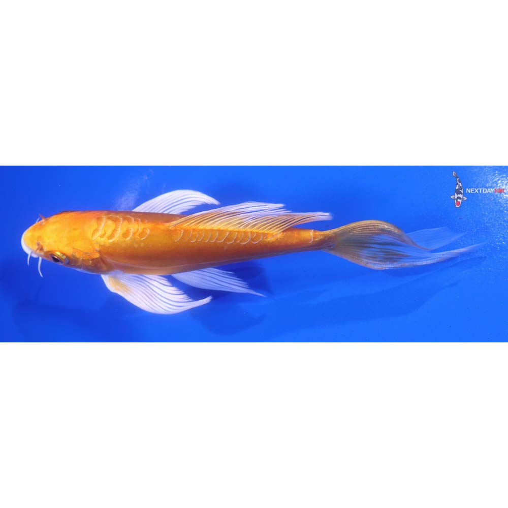 6.5” Imported Doitsu Orenji Ogon Butterfly Koi