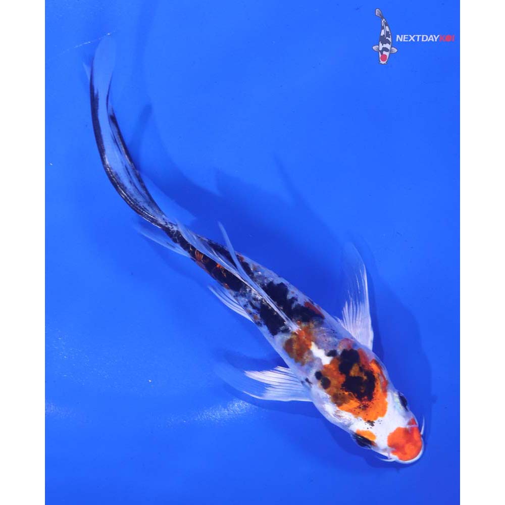 6” Imported Heisei Nishiki Butterfly Koi