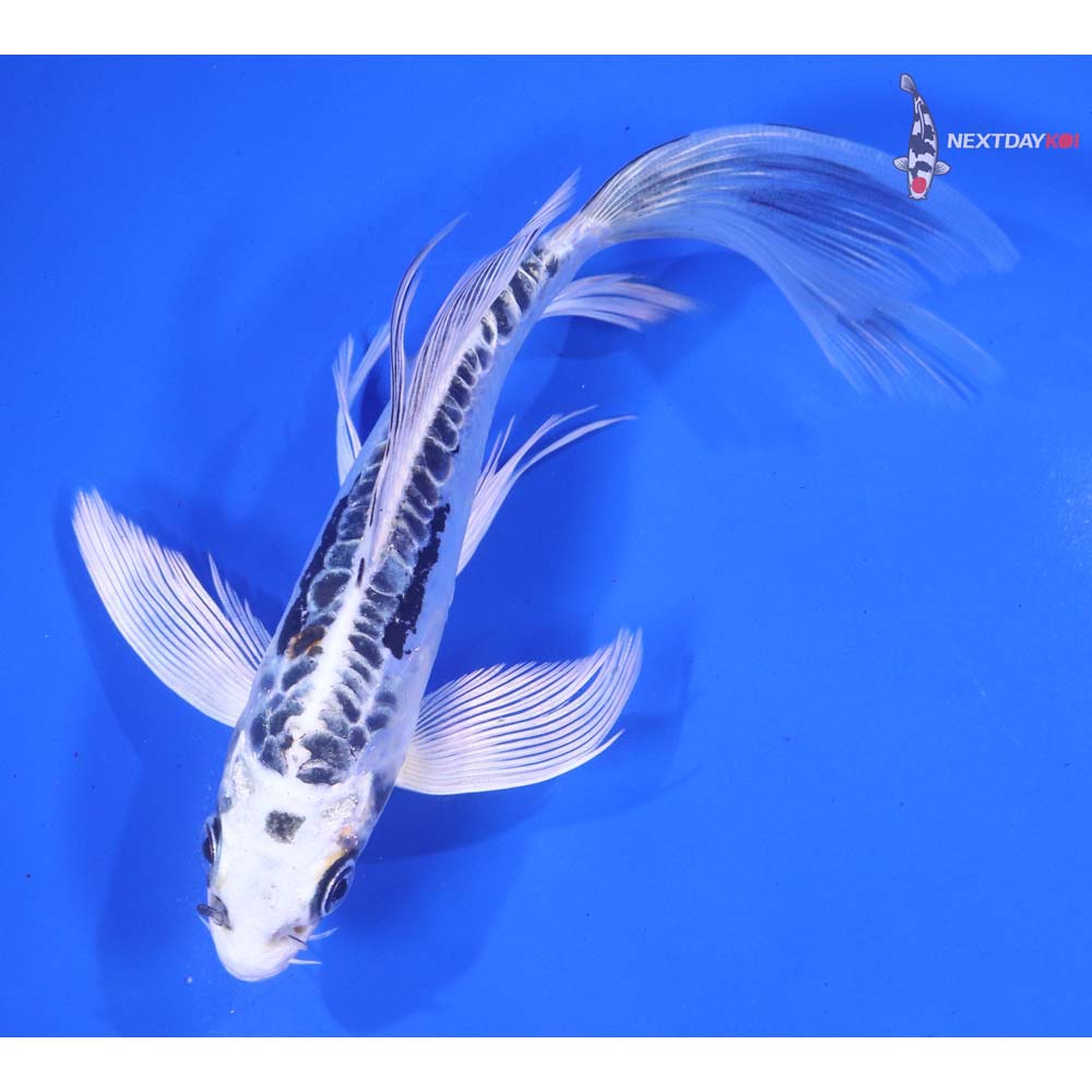 6.5” Imported Kin Kikokuryu Butterfly Koi