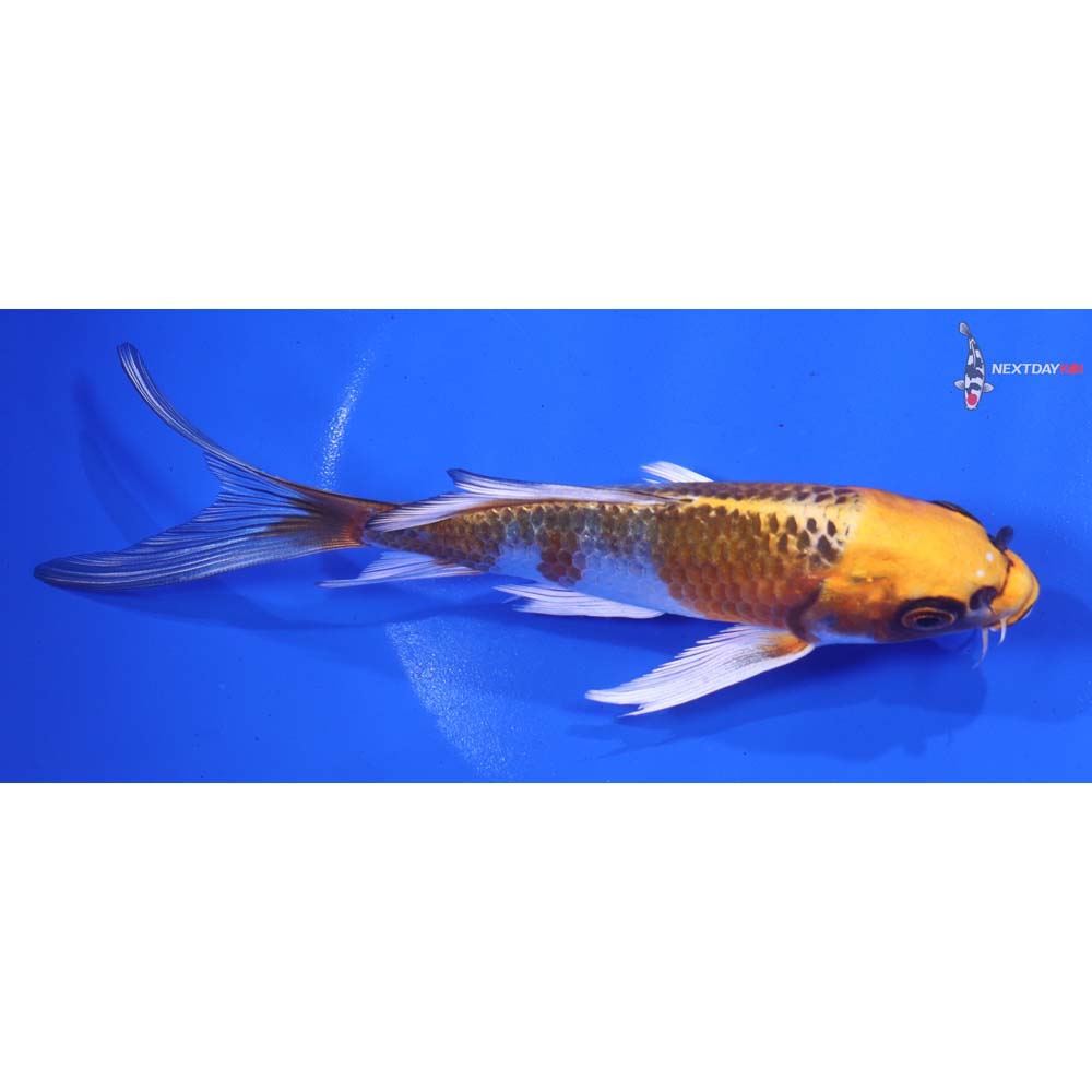 6.5” Imported Kujaku Butterfly Koi
