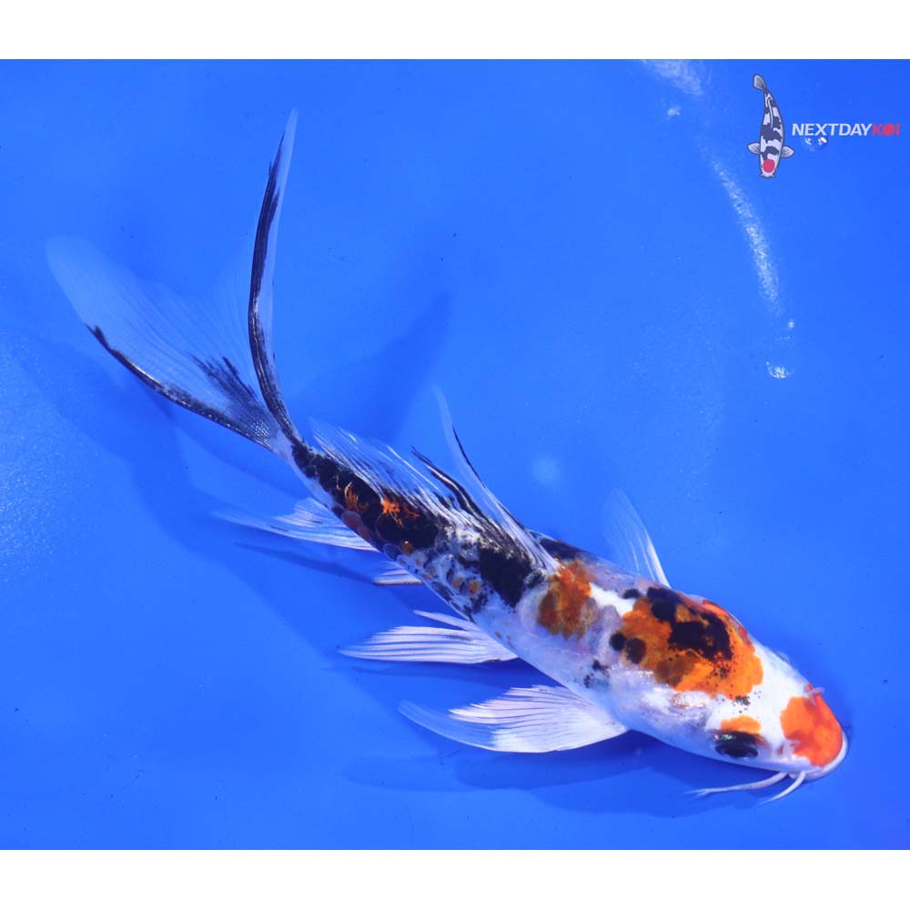 6” Imported Heisei Nishiki Butterfly Koi