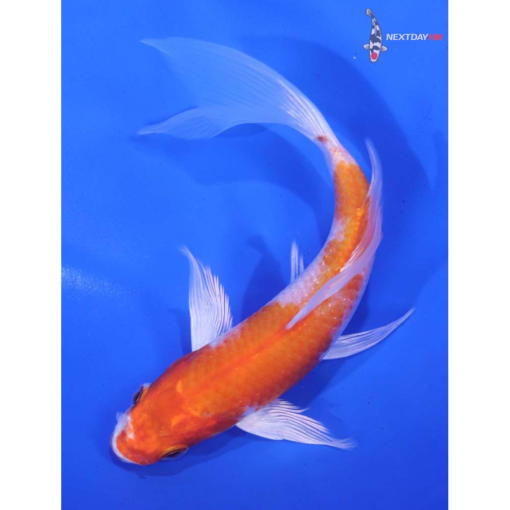 6.5” Imported Hariwake Butterfly Koi